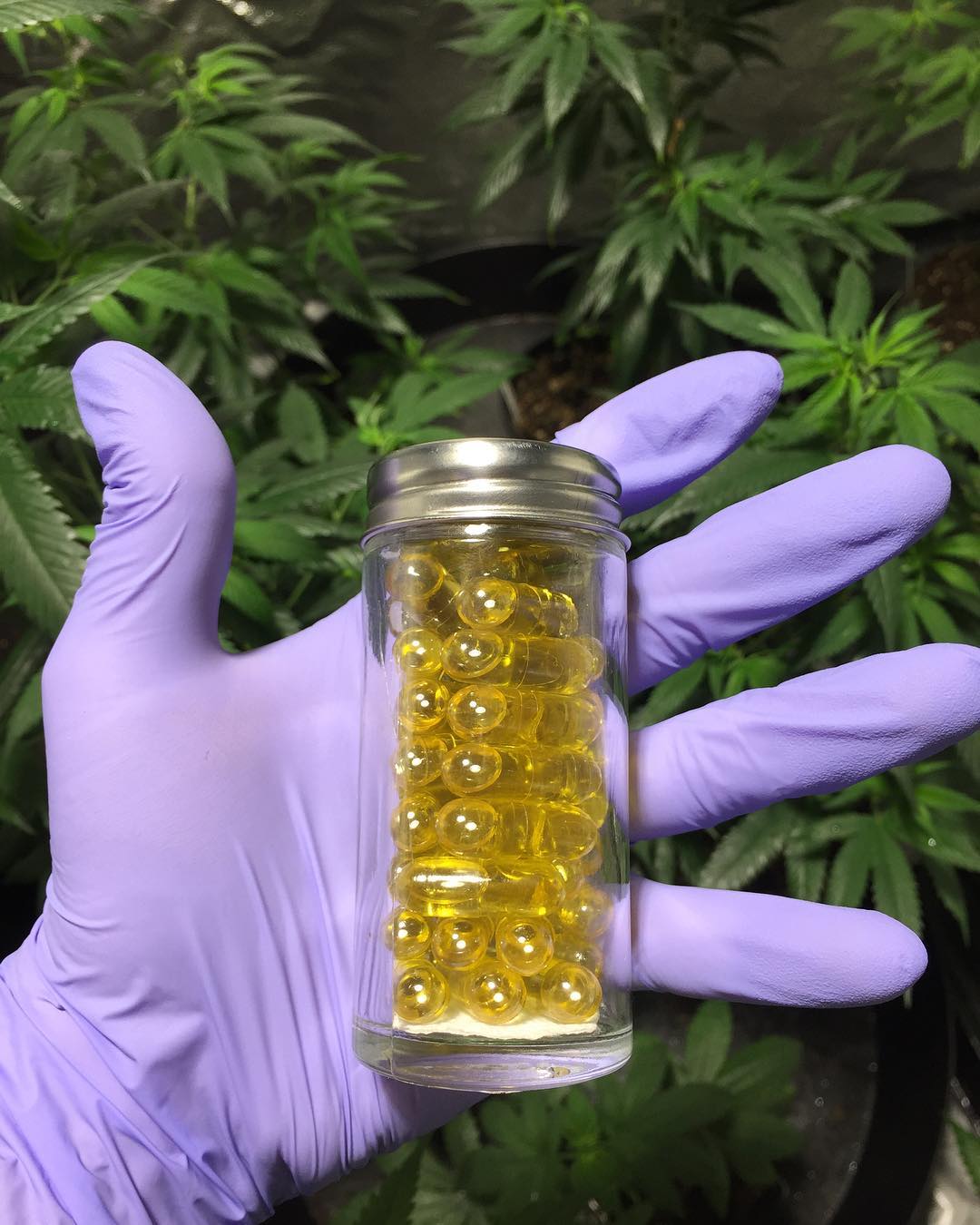 cannabis capsules organic 1:1 ratio