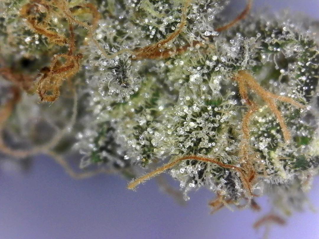 cannabis macro photo