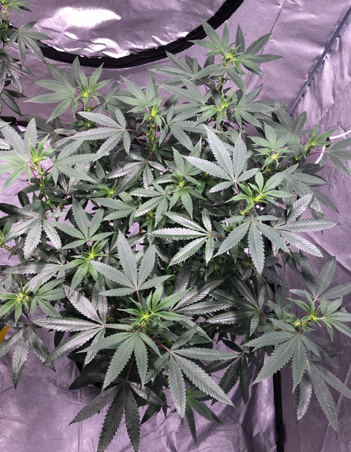cannabis start of flower