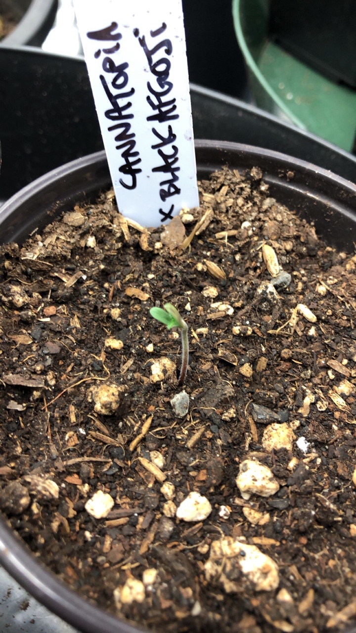 organic cannabis seedling living soil