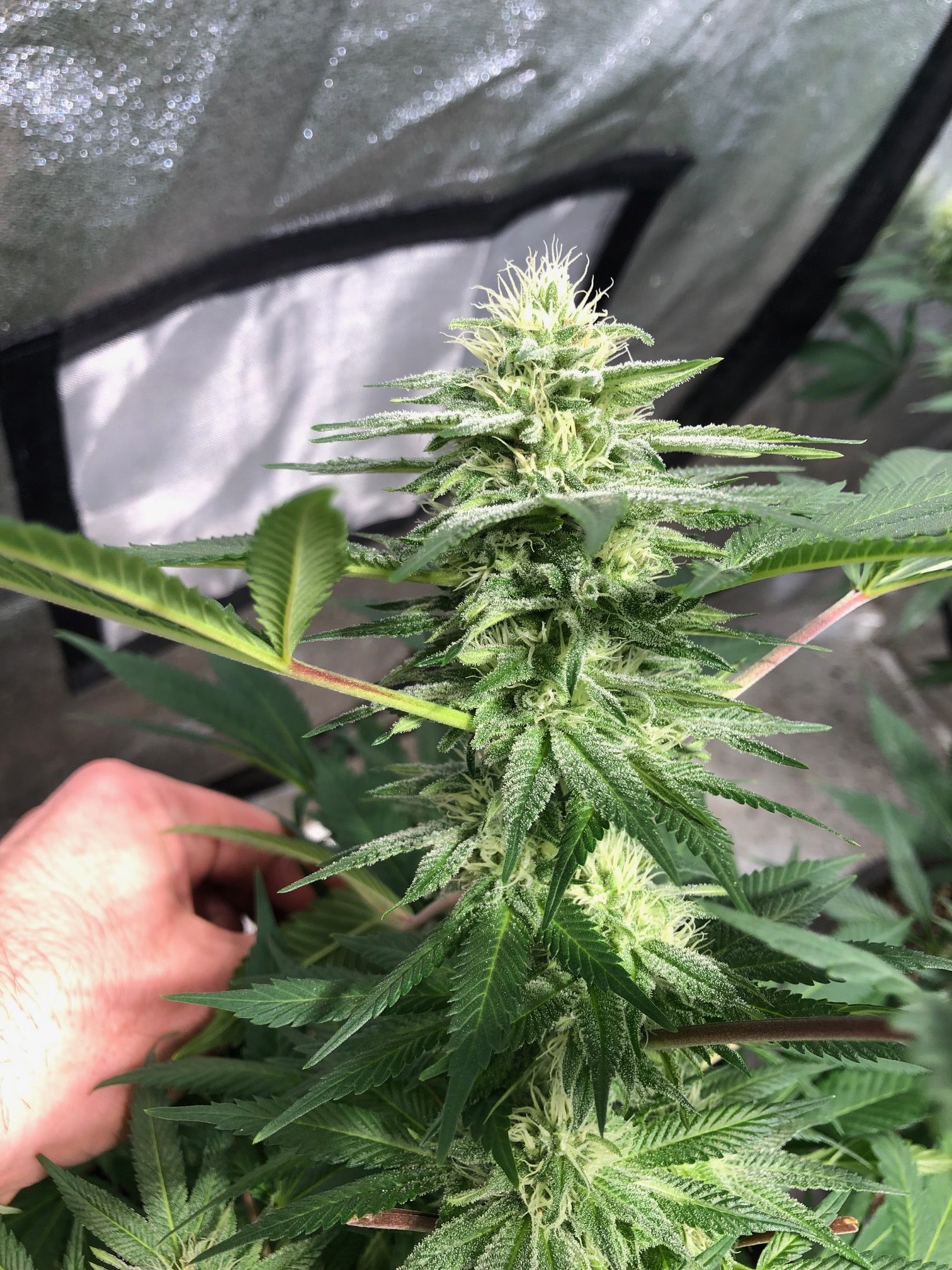 harlequin cannabis flower