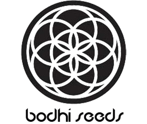 bodhi seeds