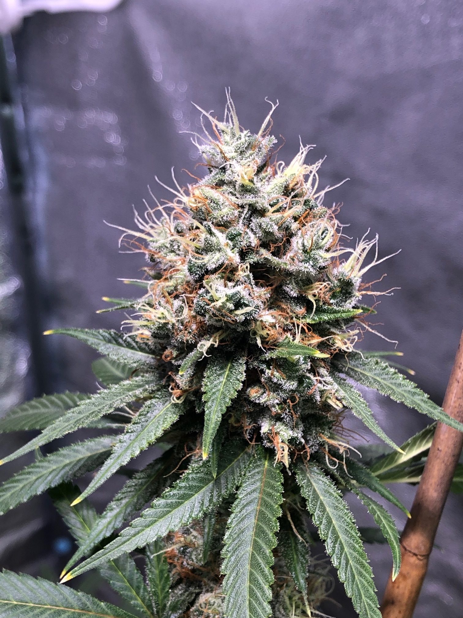 herer hashplant by bodhi seeds