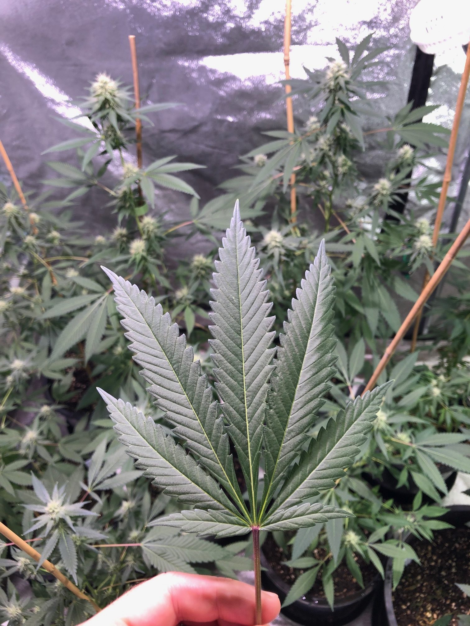 herer hashplant cannabis fan leaf