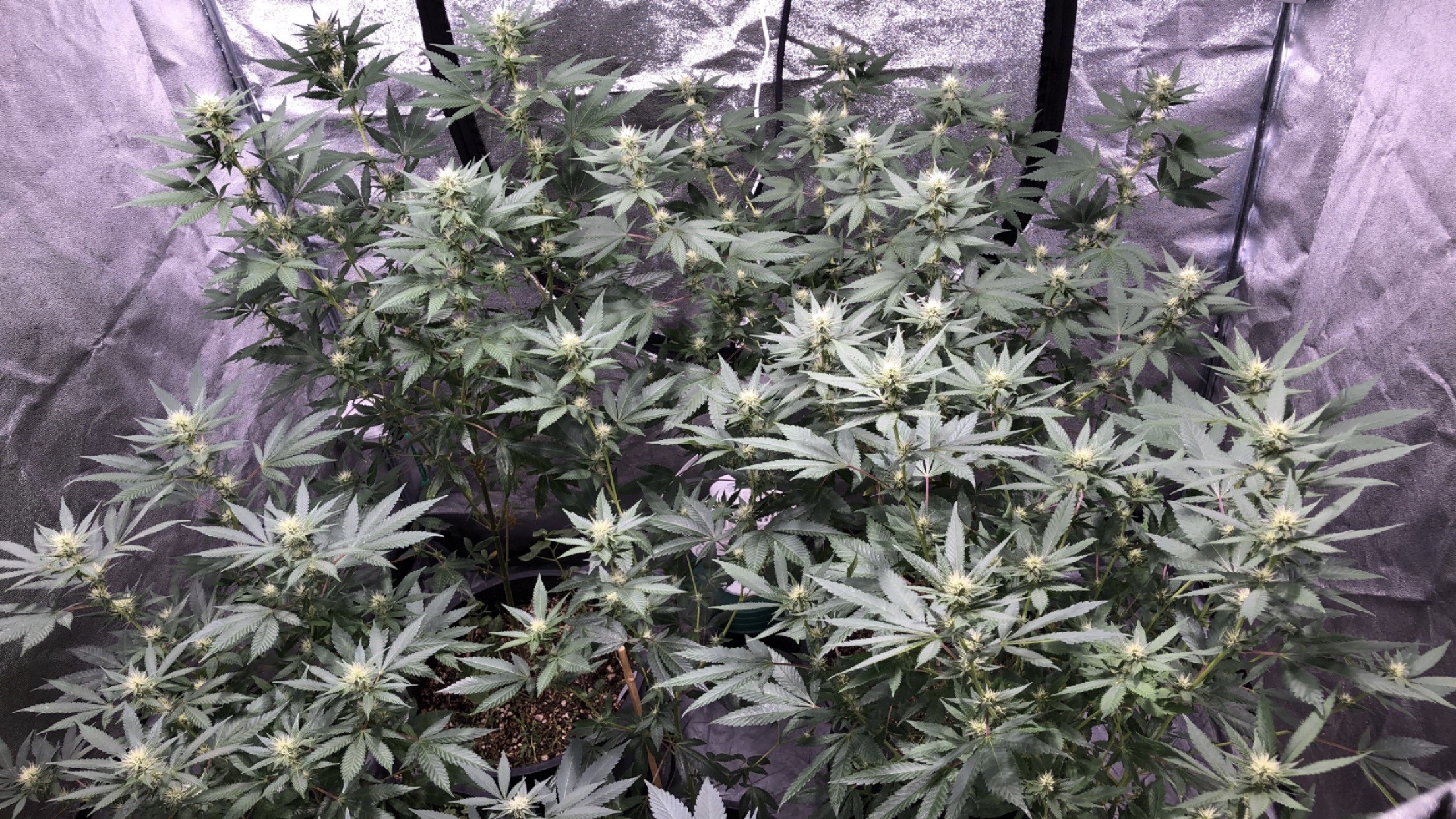 flowering organic cannabis plants