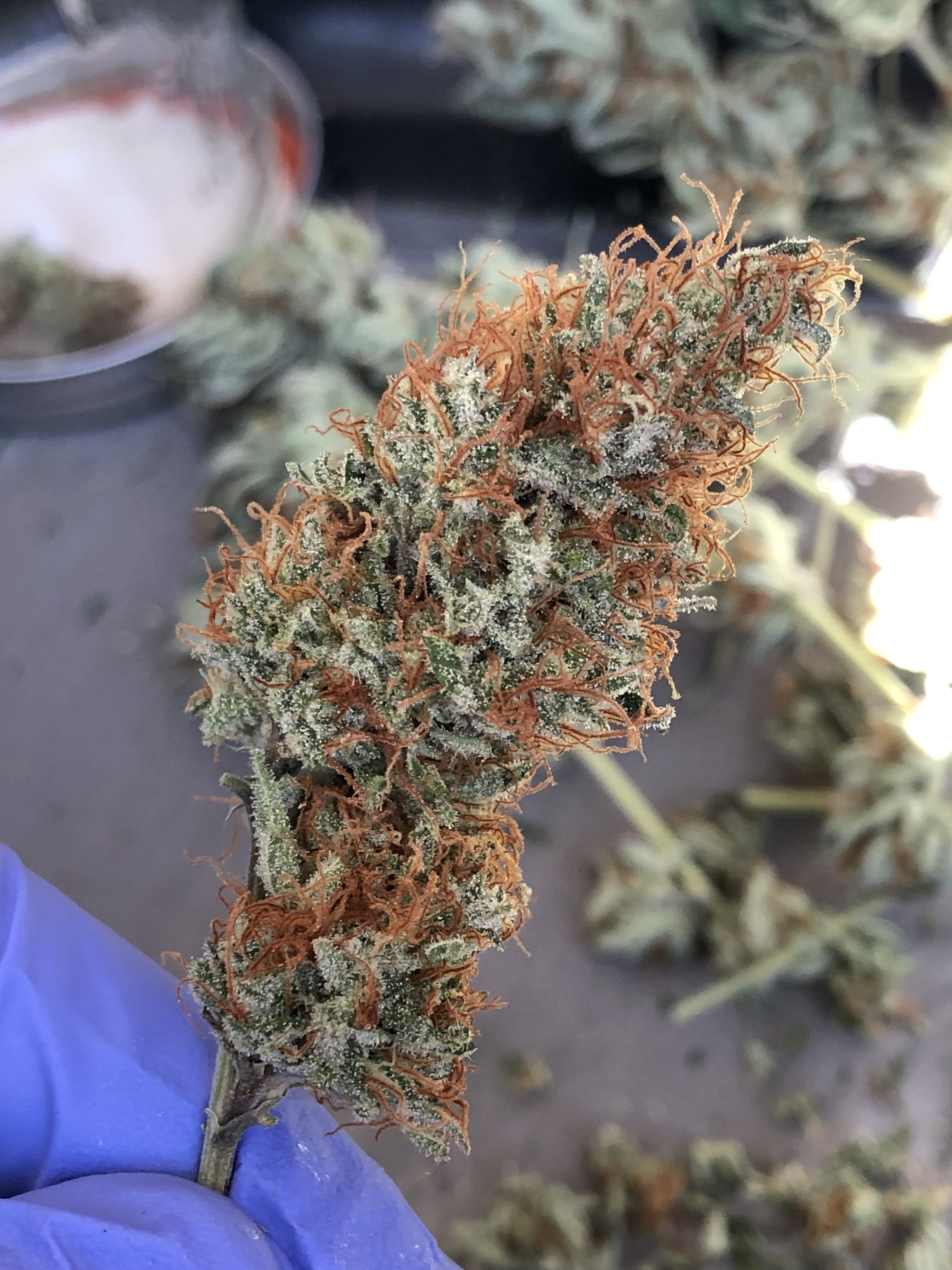 trimmed tangie cannabis flower