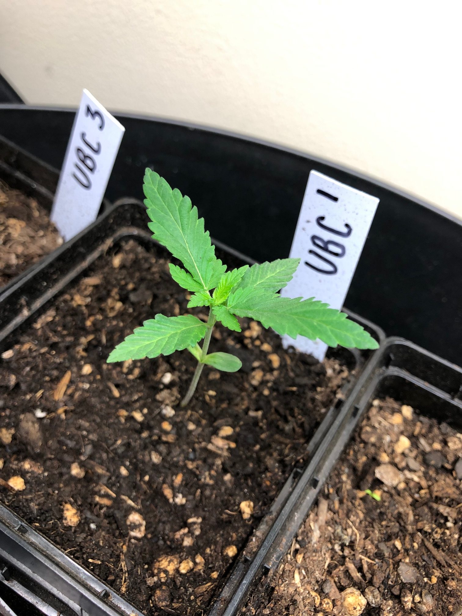 cannabis seeds sprouting