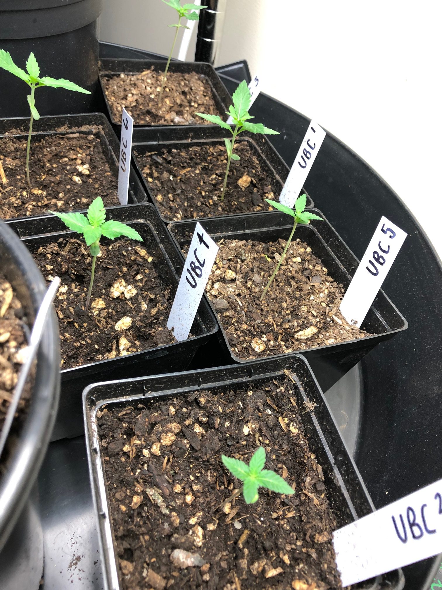 sprouting organic cannabis seeds
