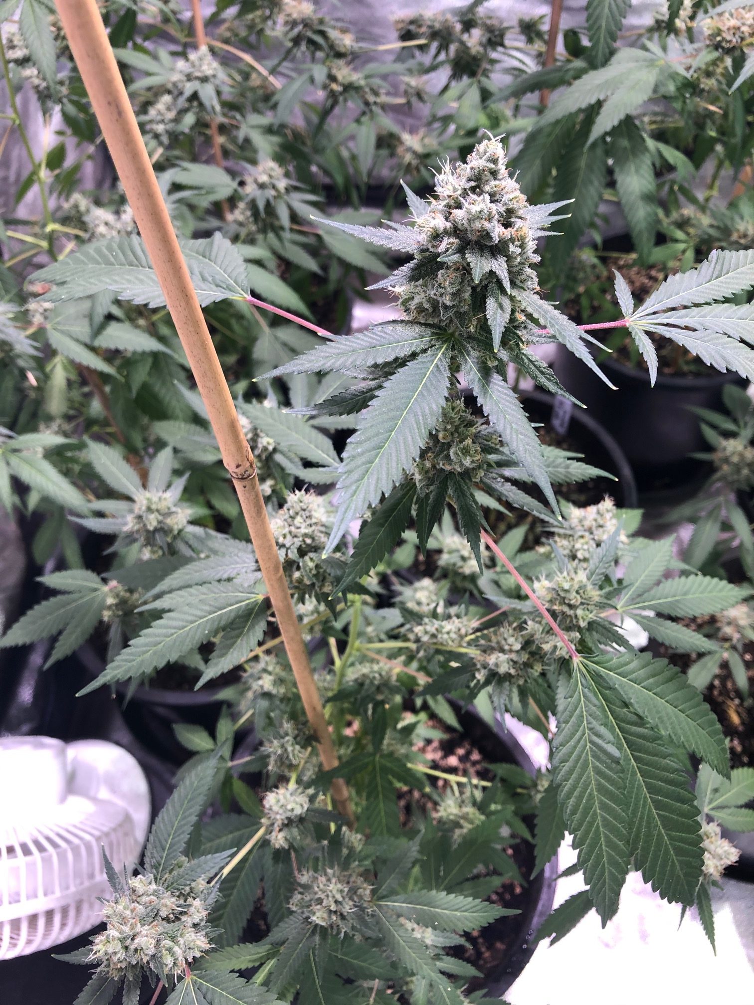 unbroken-chain-cannabis-plant