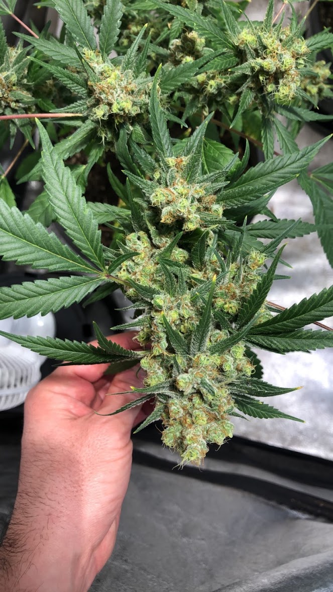 chocolope cannabis flowers