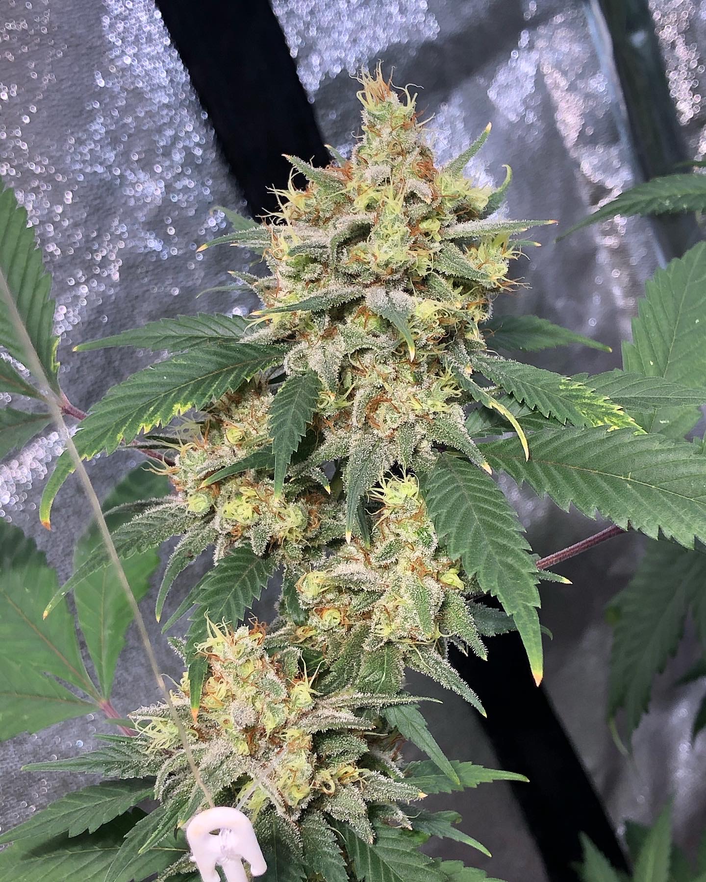 chocolope bred by DNA genetics