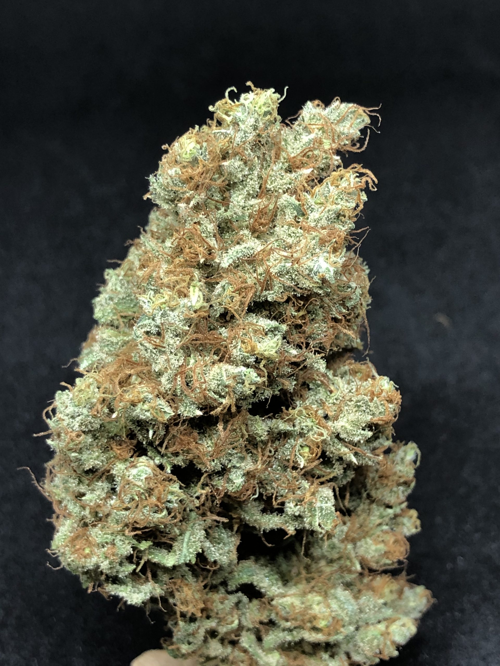 chocolope cannabis flower
