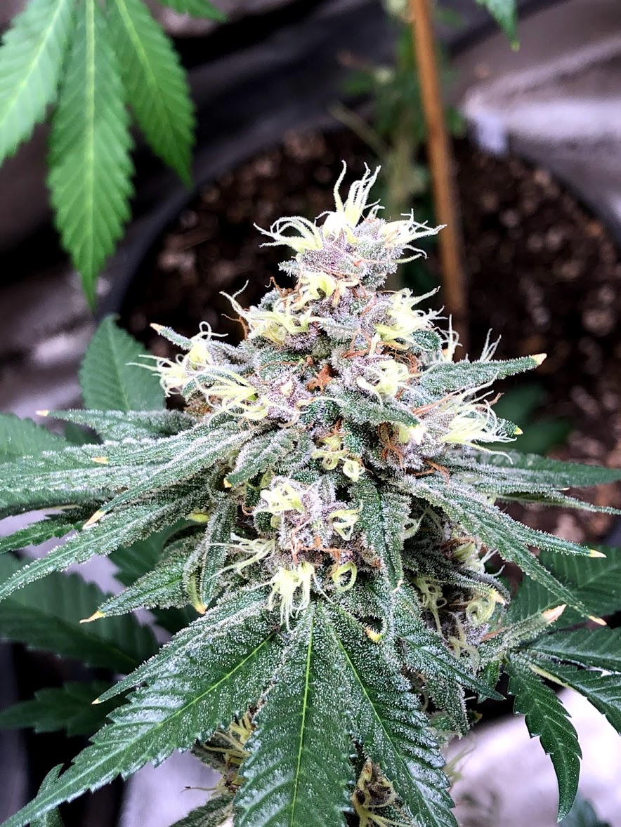 moonshadow cannabis flowers