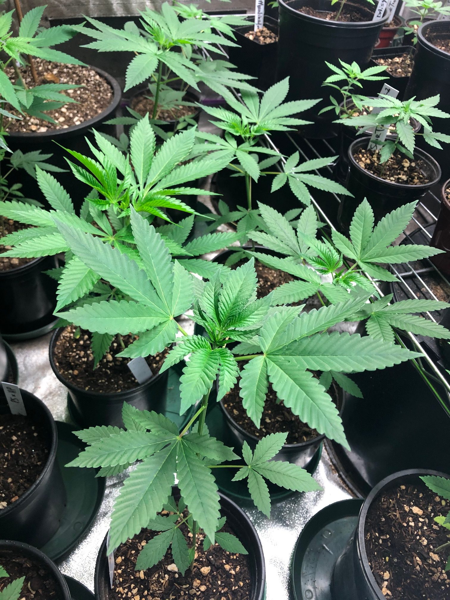 vegging cannabis plants