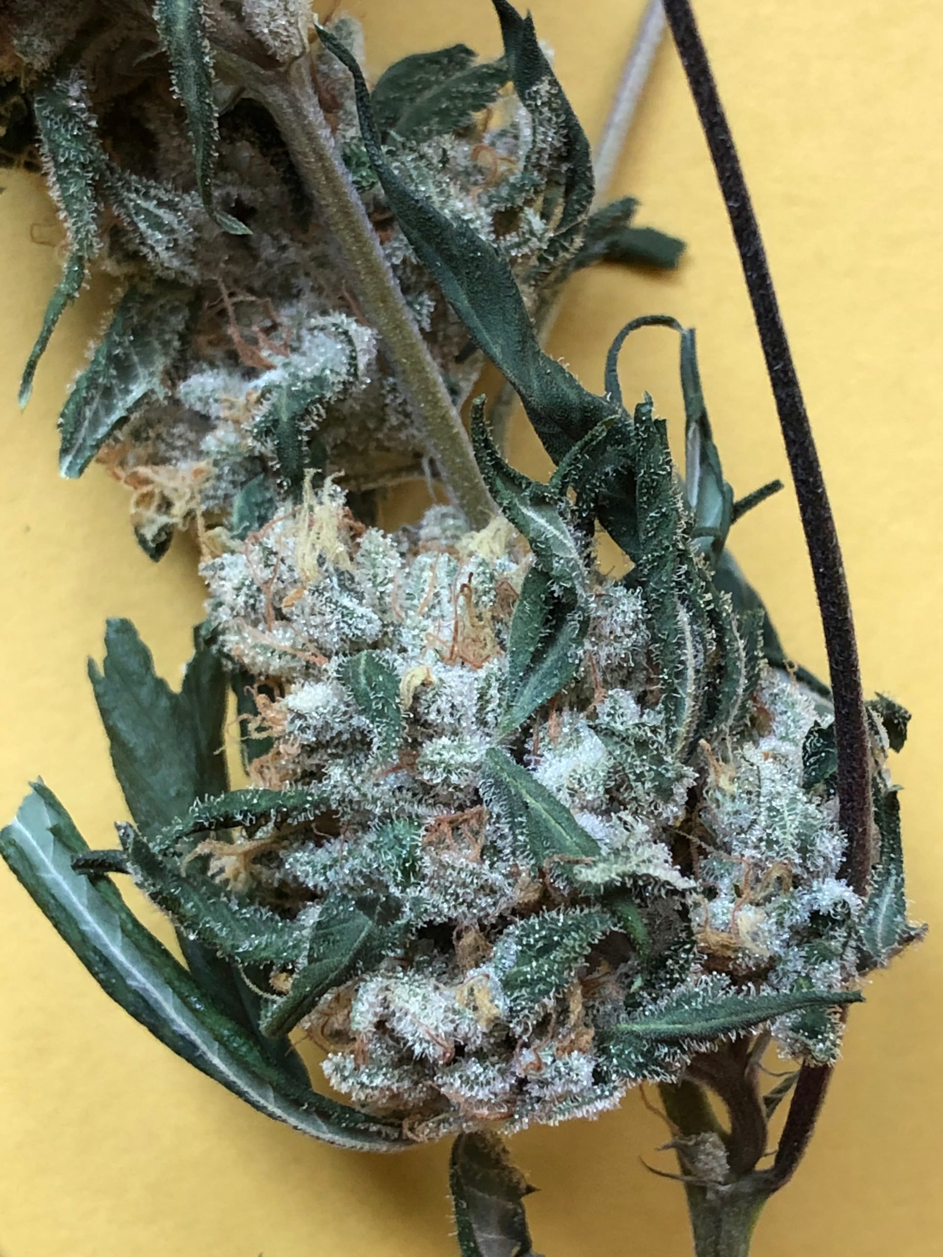 clean cannabis flowers